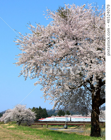Akita Shinkansen-Shinkansen Komachi that goes through Akita Road in full bloom Akita Shinkansen-Shinkansen Komachi that goes through Akita Road in full bloom 46524079