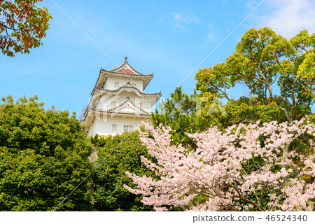 在明石公園的櫻花 在明石公園的櫻花 46524340