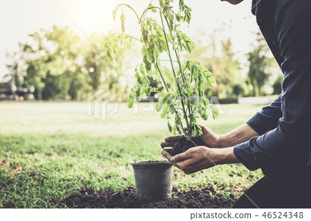 Young man planting the tree in the garden as earth day and save Young man planting the tree in the garden as earth day and save 46524348