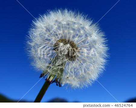 蒲公英 46524764