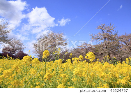 強姦開花 強姦開花 46524767