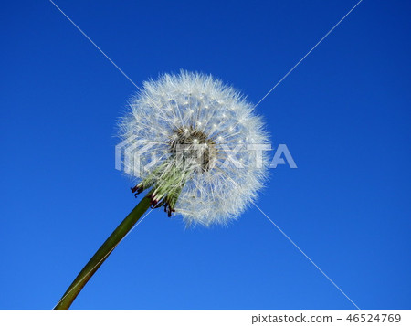 蒲公英 46524769
