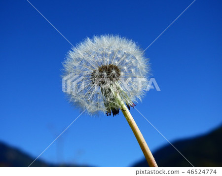 蒲公英 蒲公英 46524774