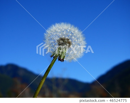 蒲公英 46524775