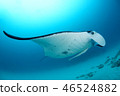 Manta 46524882
