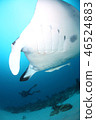 Manta and diver 46524883