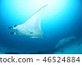 Manta 46524884