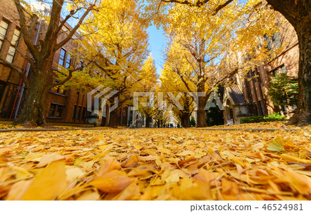 Ginkgo leaves on road, autumn season in japan Ginkgo leaves on road, autumn season in japan 46524981