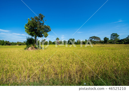 Rice farming rice field Rice farming rice field 46525210