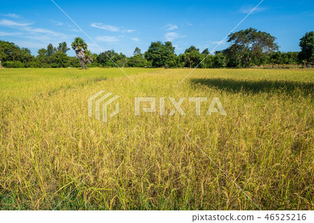 Rice farming rice field Rice farming rice field 46525216