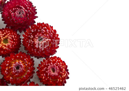 Caesar shellfish 46525462