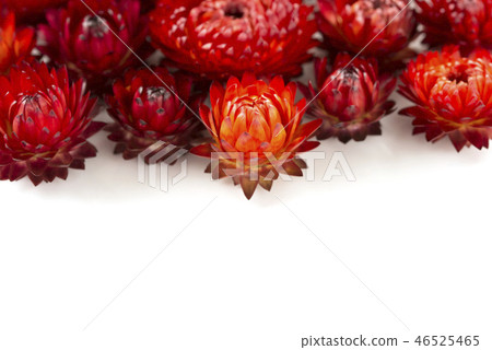 Caesar shellfish 46525465