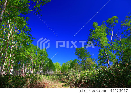 Konbu Dake climbing road in early summer Konbu Dake climbing road in early summer 46525617