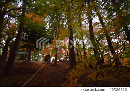 Autumn shrine 46526810