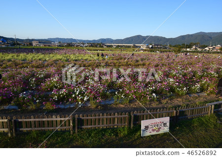 Kameoka Dream Cosmos Garden 46526892