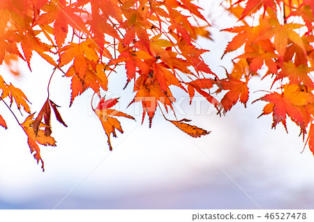 Maple tunnel in autumn of Kawaguchiko, Japan 46527478