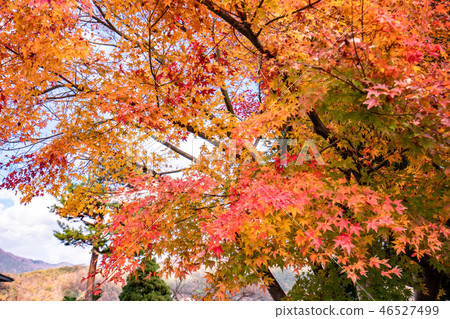 Maple tunnel in autumn of Kawaguchiko, Japan 46527499