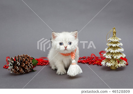 White British kitten in red scarf White British kitten in red scarf 46528809