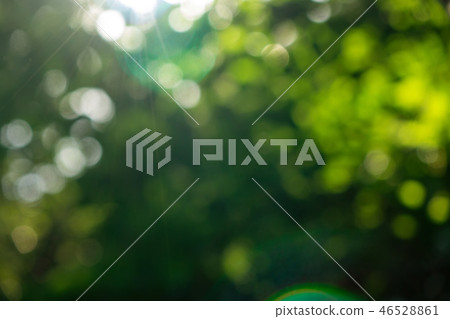 Green summer garden. Blurred natural background with bokeh effect on a sunny day. Green summer garden. Blurred natural background with bokeh effect on a sunny day. 46528861