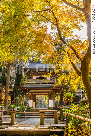 秋葉在秋天在日本,鎌倉,日本 秋葉在秋天在日本,鎌倉,日本 46529277