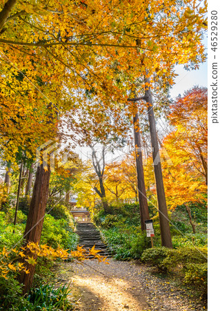 秋葉在秋天在日本，鎌倉，日本 46529280