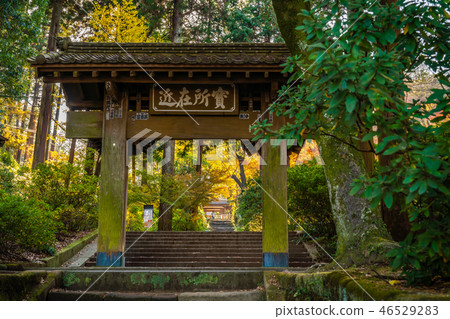 秋葉在秋天在日本,鎌倉,日本 秋葉在秋天在日本,鎌倉,日本 46529283