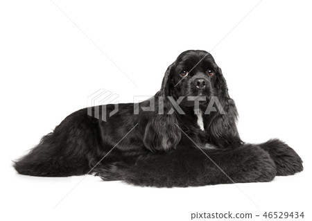 American Cocker Spaniel graceful lying 46529434
