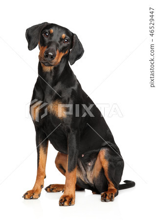 German Pinscher sitting on white background 46529447