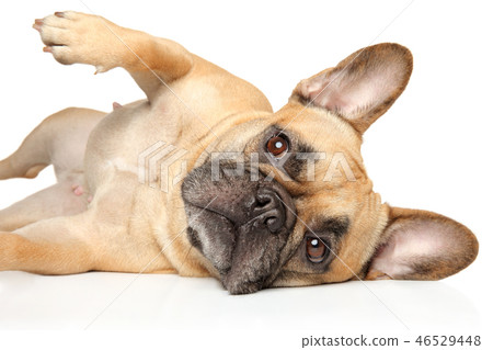 French Bulldog lying on white background French Bulldog lying on white background 46529448