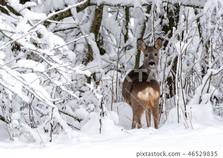 Roe deer in a snowy forest. Capreolus capreolus. Roe deer in a snowy forest. Capreolus capreolus. 46529835