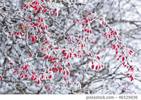 The first frost on a branch of barberries 46529836