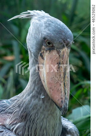 A shoebill (Balaeniceps rex)  46529862