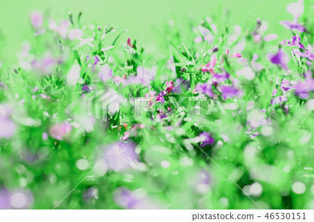 Meadow background of grass summer spring Meadow background of grass summer spring 46530151