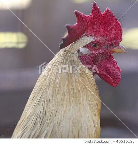 Profile of a rooster rustic vintage background Profile of a rooster rustic vintage background 46530153