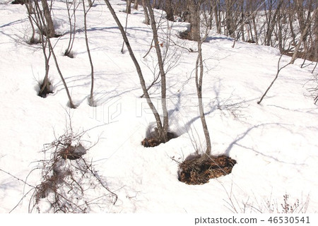 長野縣白馬村的一片山林，樹根處的積雪融化，開始出現一個開口，標誌著春天到達白雪皚皚的國家。 46530541