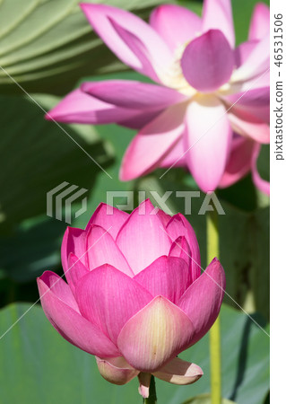 Lotus flower Lotus flower 46531506