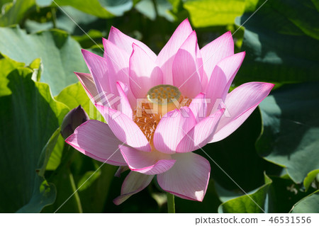 Lotus flower 46531556