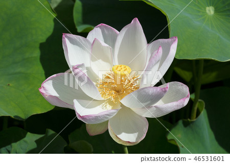 蓮花 46531601
