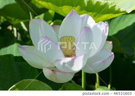 蓮花 蓮花 46531603