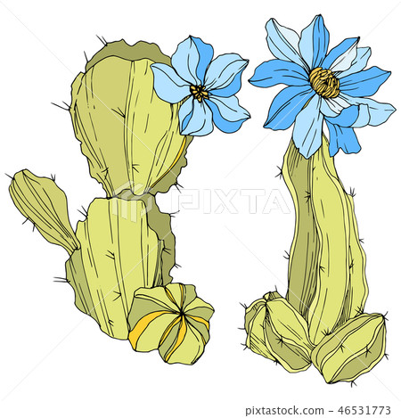 Vector Cacti floral botanical flower. Green and blue engraved ink art. Isolated cacti illustration Vector Cacti floral botanical flower. Green and blue engraved ink art. Isolated cacti illustration 46531773