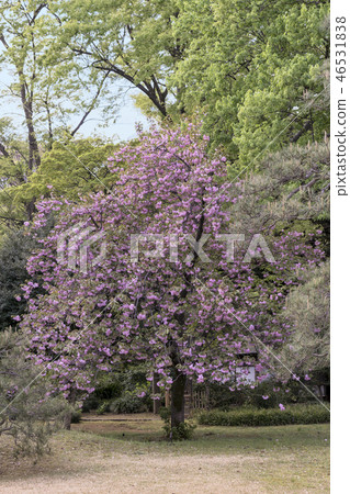 A pink flowering cherry blossom tree in Rikugi-en, which was built in Tokugawa Tsunayoshi in the 18th century, located near Komagome Station in Bunkyo-ku, Tokyo. A pink flowering cherry blossom tree in Rikugi-en, which was built in Tokugawa Tsunayoshi in the 18th century, located near Komagome Station in Bunkyo-ku, Tokyo. 46531838