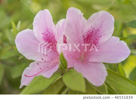 A close-up shot of flowers and pink Azalea flowers that bloom in front of Tokyo Hospital in Nishigahara, Kita-ku, Tokyo. A close-up shot of flowers and pink Azalea flowers that bloom in front of Tokyo Hospital in Nishigahara, Kita-ku, Tokyo. 46531839