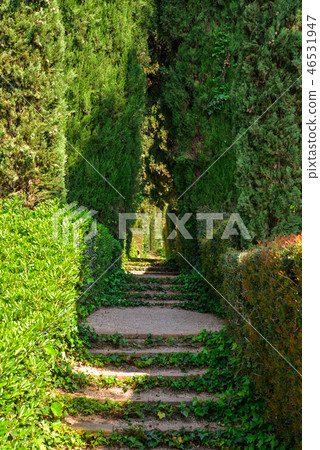 Staircase covered with ivy Staircase covered with ivy 46531947