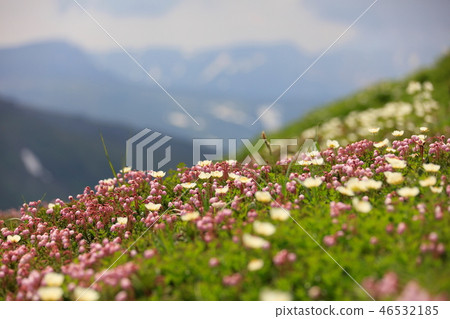 Ezonotsugazakura和遠處的群山 46532185