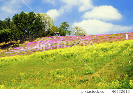 強姦花和蘑菇 46532613
