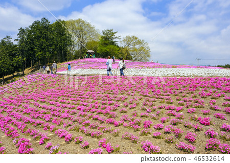 Spring Misato和Shiba Sakura Park 2017-9 46532614
