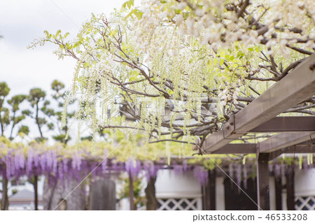 Fujii Temple Fuji 46533208