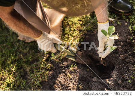 Hands of senior garden master planting herb 46533752
