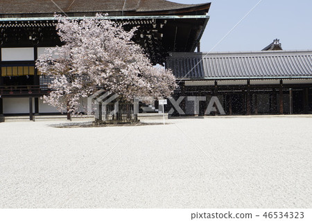 Gosho京都皇宮京都觀光白沙春天櫻花 46534323