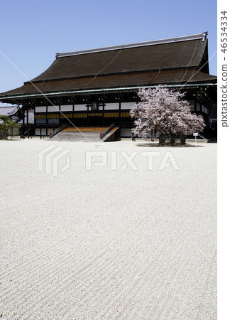 Gosho京都皇宮京都觀光白沙春天櫻花 Gosho京都皇宮京都觀光白沙春天櫻花 46534334